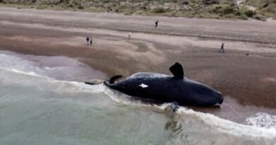 Argentine Patagonia experts determine cause of death of whales found on shores