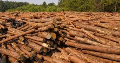 Argentina's timber industry risks closure due to lack of foreign inputs