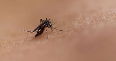 Increase in dengue cases in Brazil poses threat to Argentina