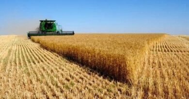 Argentine drought will force Brazil to purchase wheat in non-Mercosur suppliers