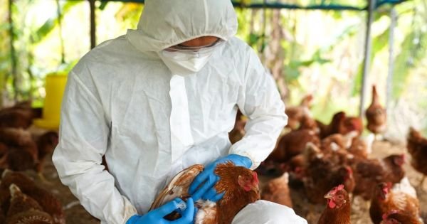 First human case of bird flu reported in Chile