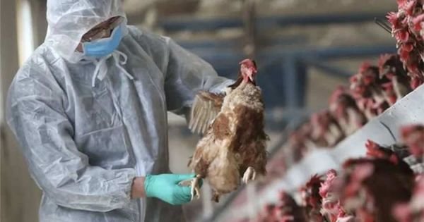 Argentina halts poultry exports after case of avian flu confirmed