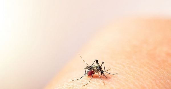 Dengue kills 6 in Argentina