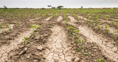 Another consequence of historic Argentine drought: it could lose its position as world's main soy meal exporter