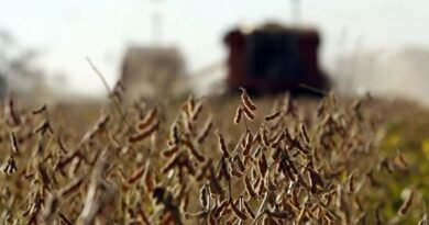 More dramatic estimates from Argentine agriculture and soy crop