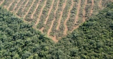 Latin America lost over 39 million hectares of forests