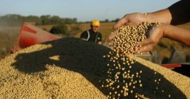 Argentina forced to import 6,1 million tons of soybeans in first half of 2023