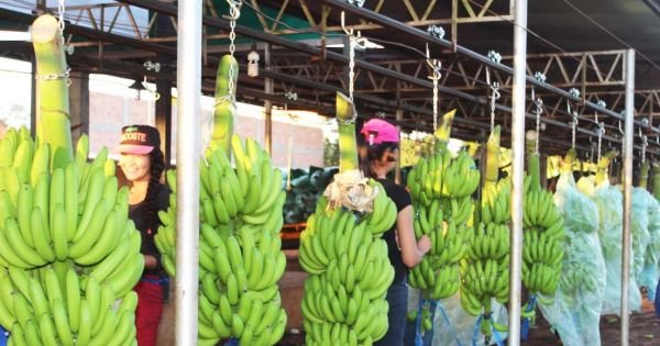 Paraguayan banana exporters concerned over Argentina not paying for shipments