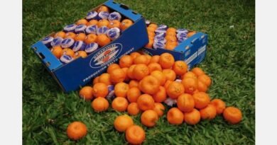 Uruguayan orange producers said to be retaining cheap Argentine labor