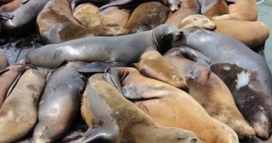 Sea lions in Necochea died of avian flu?