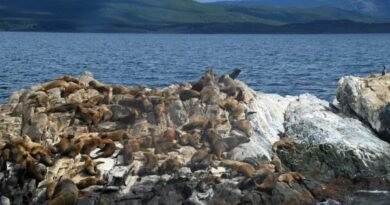 Bird flu detected in dead sea lions on Tierra del Fuego shores