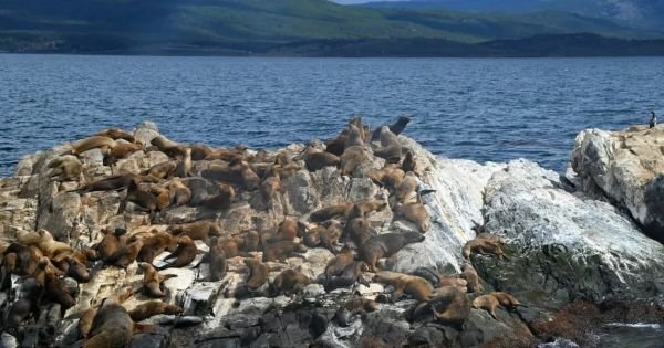 Bird flu detected in dead sea lions on Tierra del Fuego shores