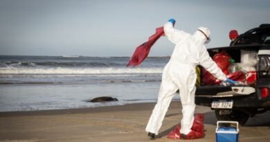 Avian flu keeps killing seashore mammals along South Atlantic shores