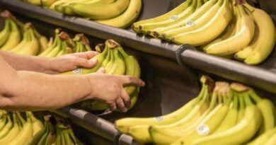 Paraguayan and Bolivian bananas return to Argentina