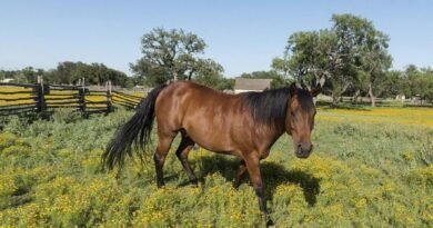 Uruguay and Paraguay take action to prevent equine encephalomyelitis