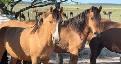 Outbreak of equine encephalomyelitis in several Argentine provinces