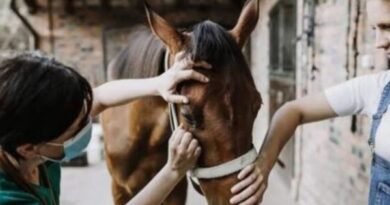 First human case of equine encephalitis reported in Argentina