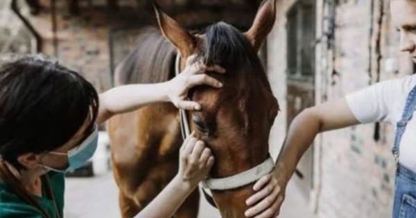 First human case of equine encephalitis reported in Argentina