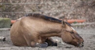 Equine encephalomyelitis, Argentina declares sanitary emergency; Uruguay reports first case