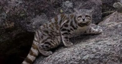 Endangered Andean cat sighted in Argentine province of Neuquén