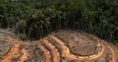 Argentina leads in complying with EU deforestation legislation